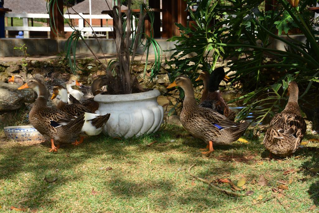 Hotel Fazenda Floresta Do Lago Socorro  Esterno foto